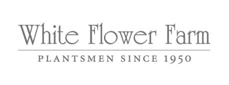 White Flower Farm